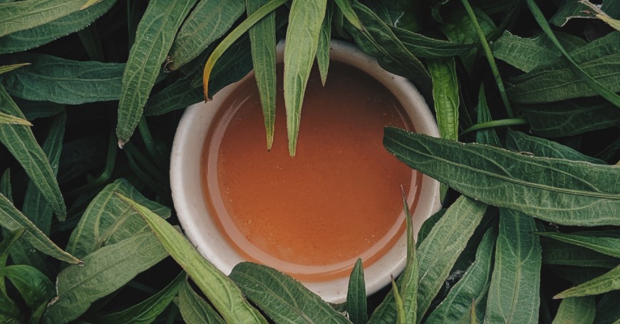 foglie di pianta del tè
