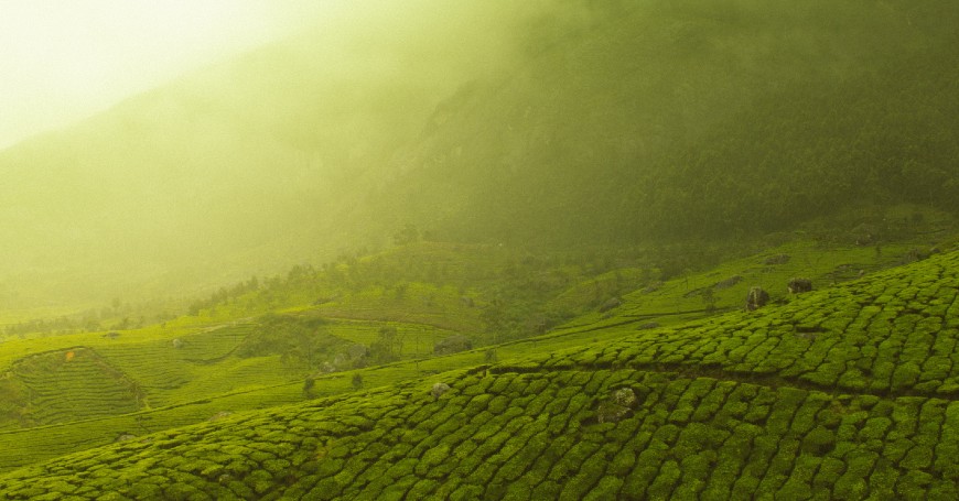 piantagioni di tè