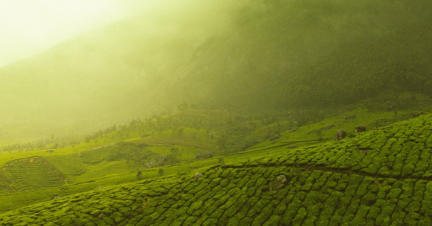 tea plantations