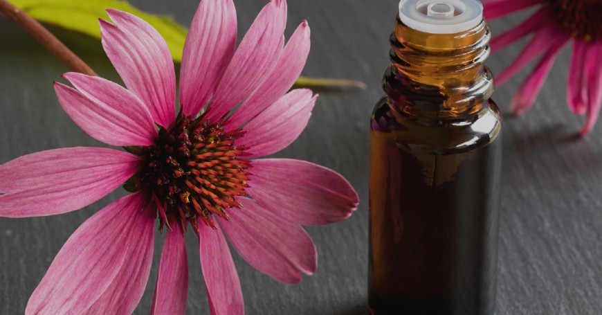 candida echinacea