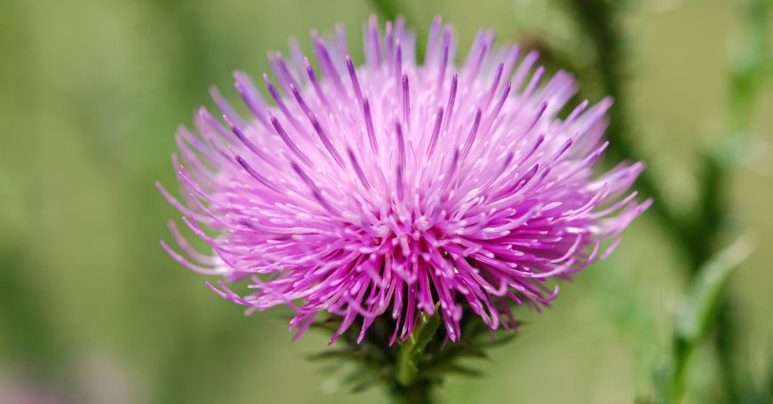 fiore di cardo mariano