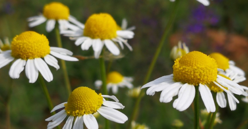 chamomile cystitis