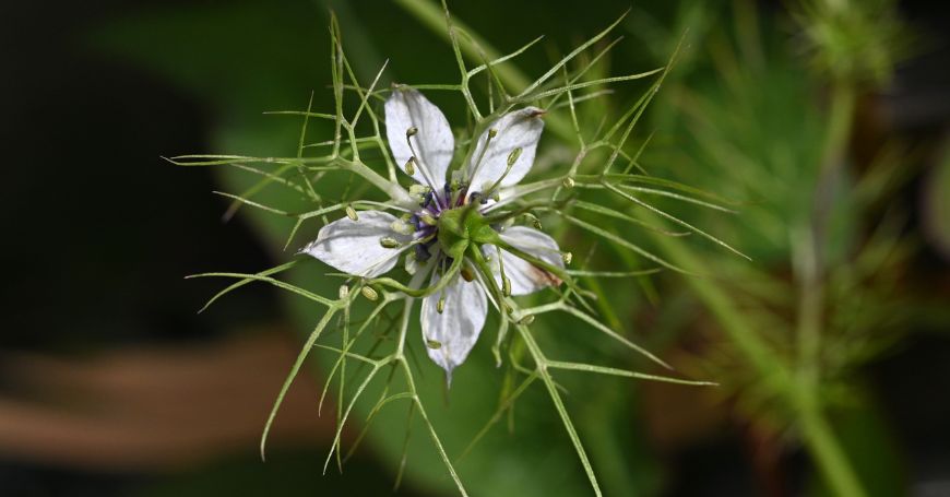 fiore del cumino nero