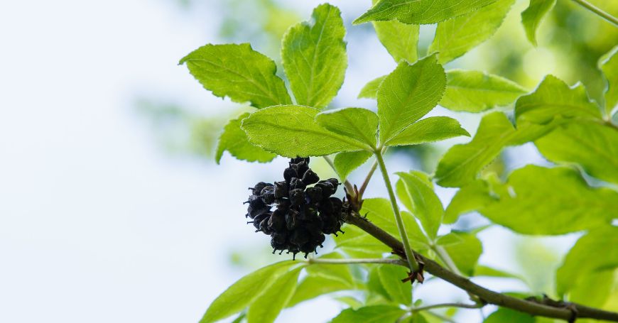 pianta di eleuterococco