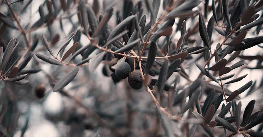 foglie di ulivo rimedio naturale antinfiammatorio