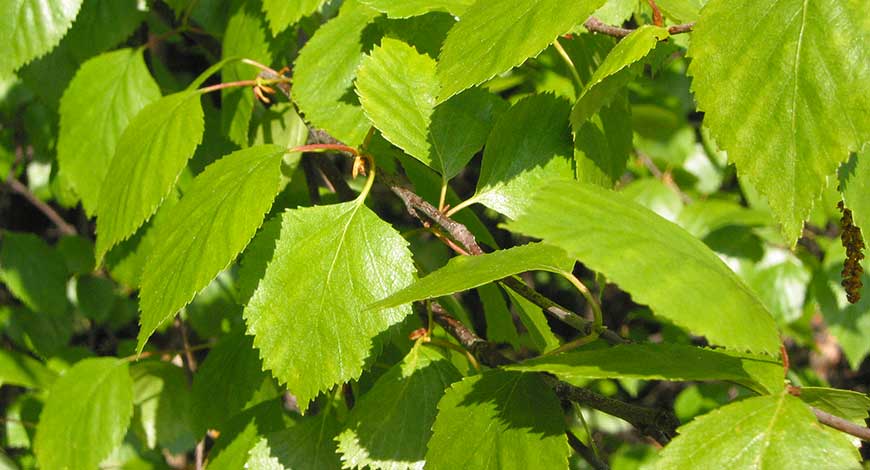 birch to purify the kidneys