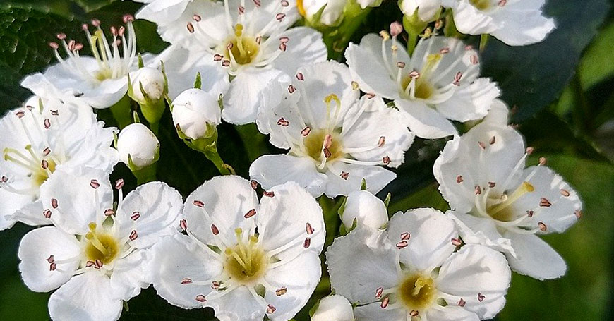 fiori di biancospino erba naturale per dormire