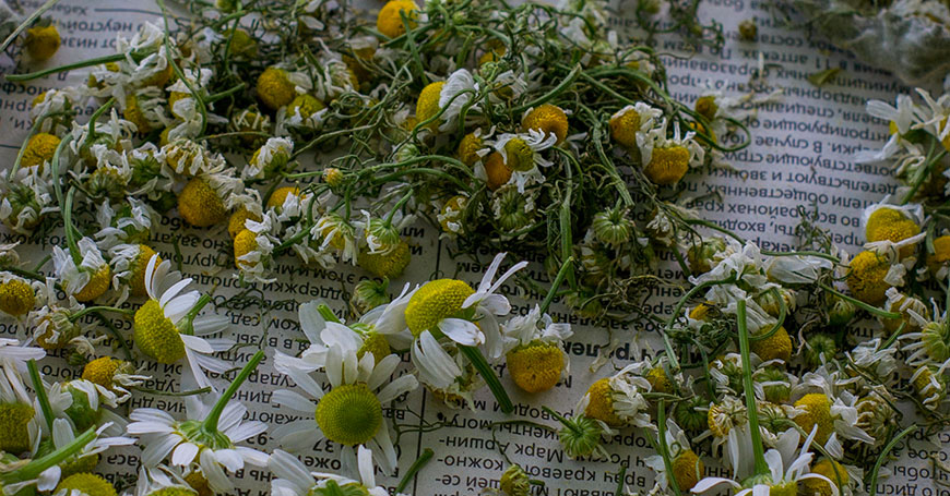 fleurs de camomille herbe pour dormir