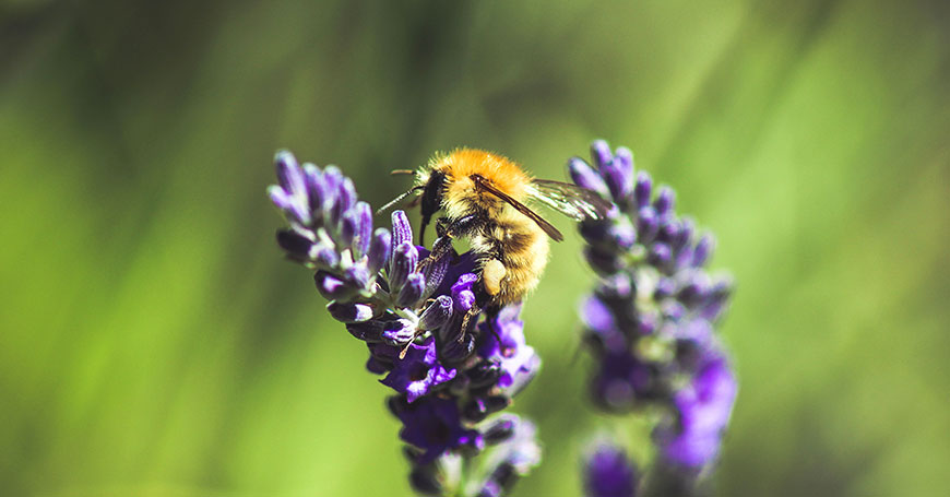 Lavendelblüten natürliche Methode zum Schlafen