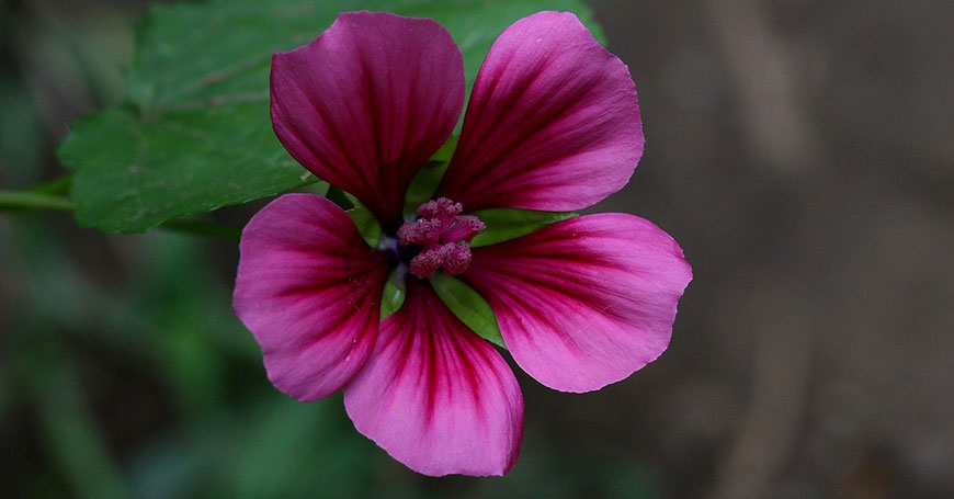 Malvenblume natürliches Schlafmittel