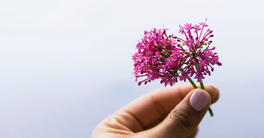 fiore di valeriana rimedio naturale per dormire la notte