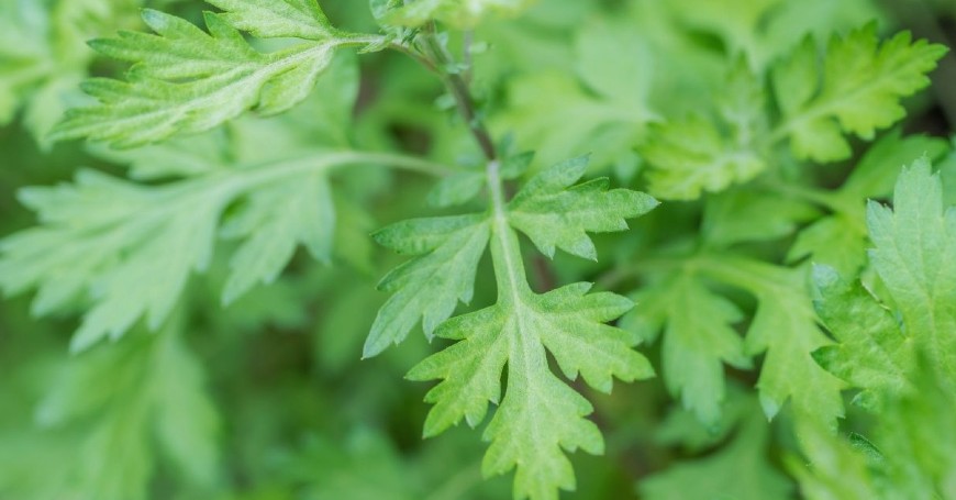 artemisia spontanea