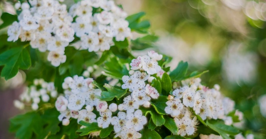 espino blanco planta silvestre