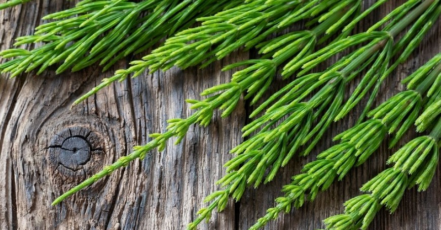 spontaneous horsetail plant