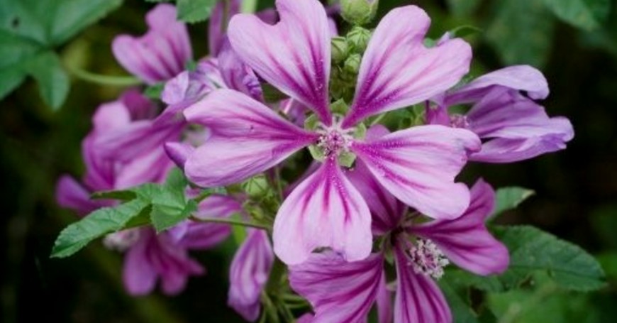 malva silvestre