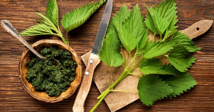 wild nettle harvest