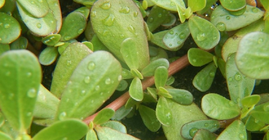 wild purslane