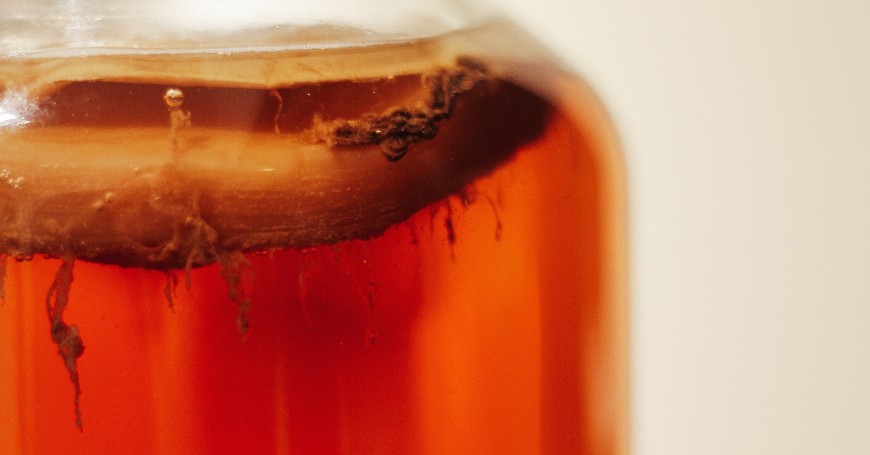 scoby kombucha