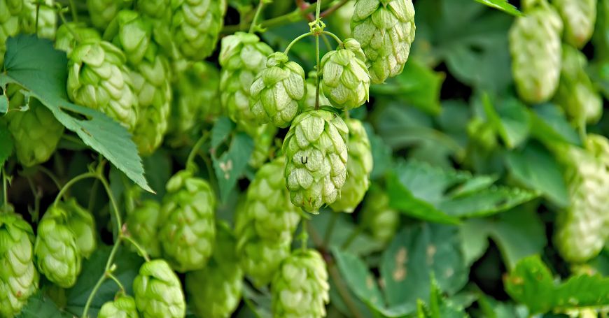 Hopfen Pflanze