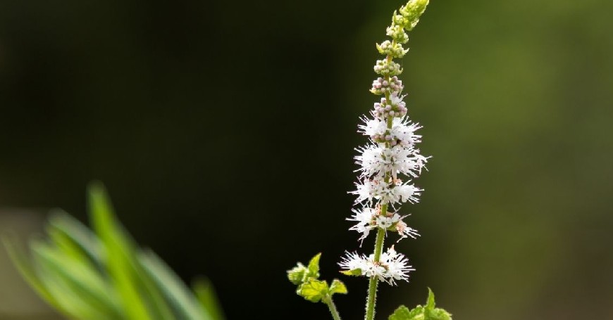 black cohosh in menopause