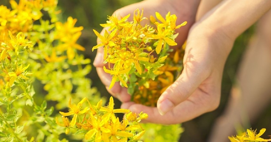 St. John's Wort in menopause