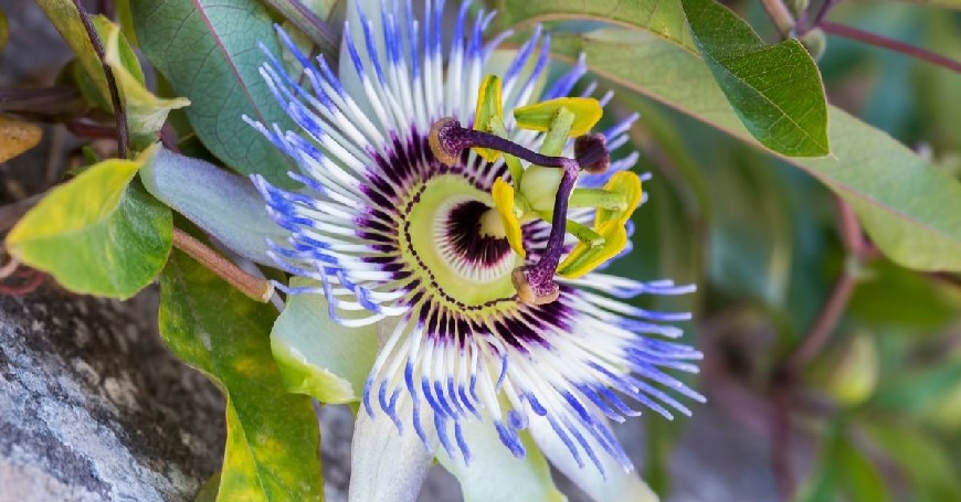 passiflora in menopause