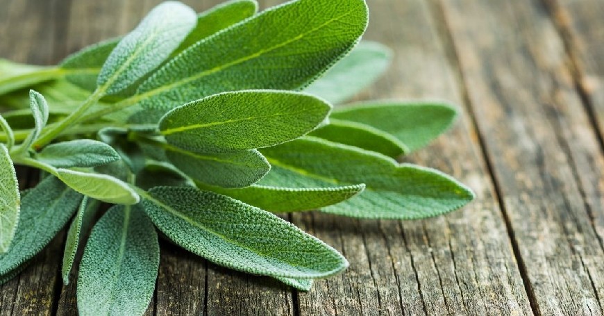 salvia en la menopausia