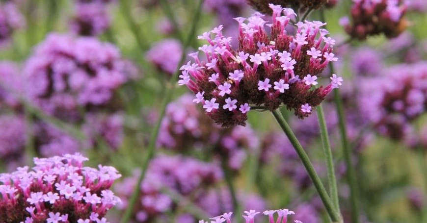 menopausa verbena