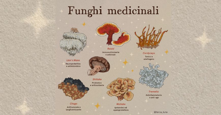 funghi medicinali proprietà