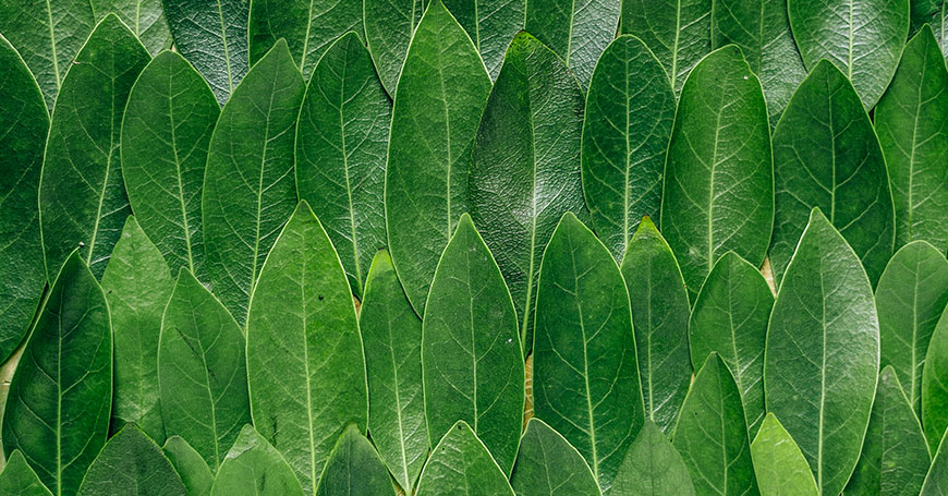 feuilles de laurier dont on extrait l'huile essentielle de laurier aux propriétés antivirales