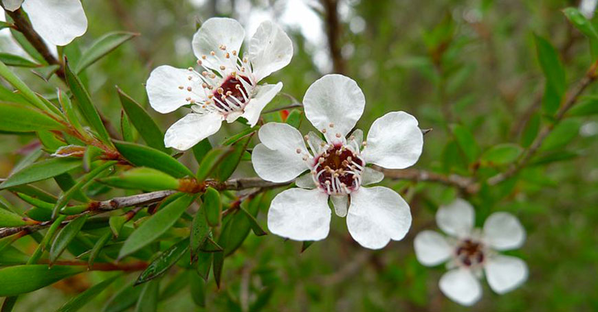 planta de árbol de té de la que se obtiene el aceite esencial de árbol de té