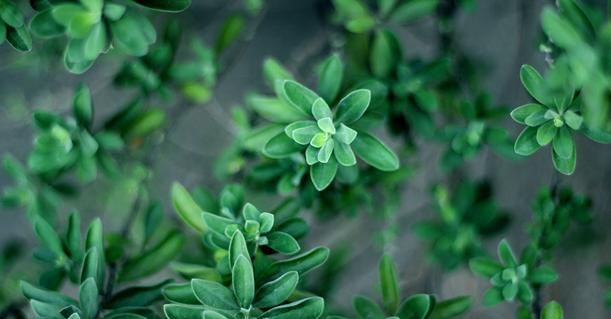 thyme plant from which antibacterial essential oil is extracted