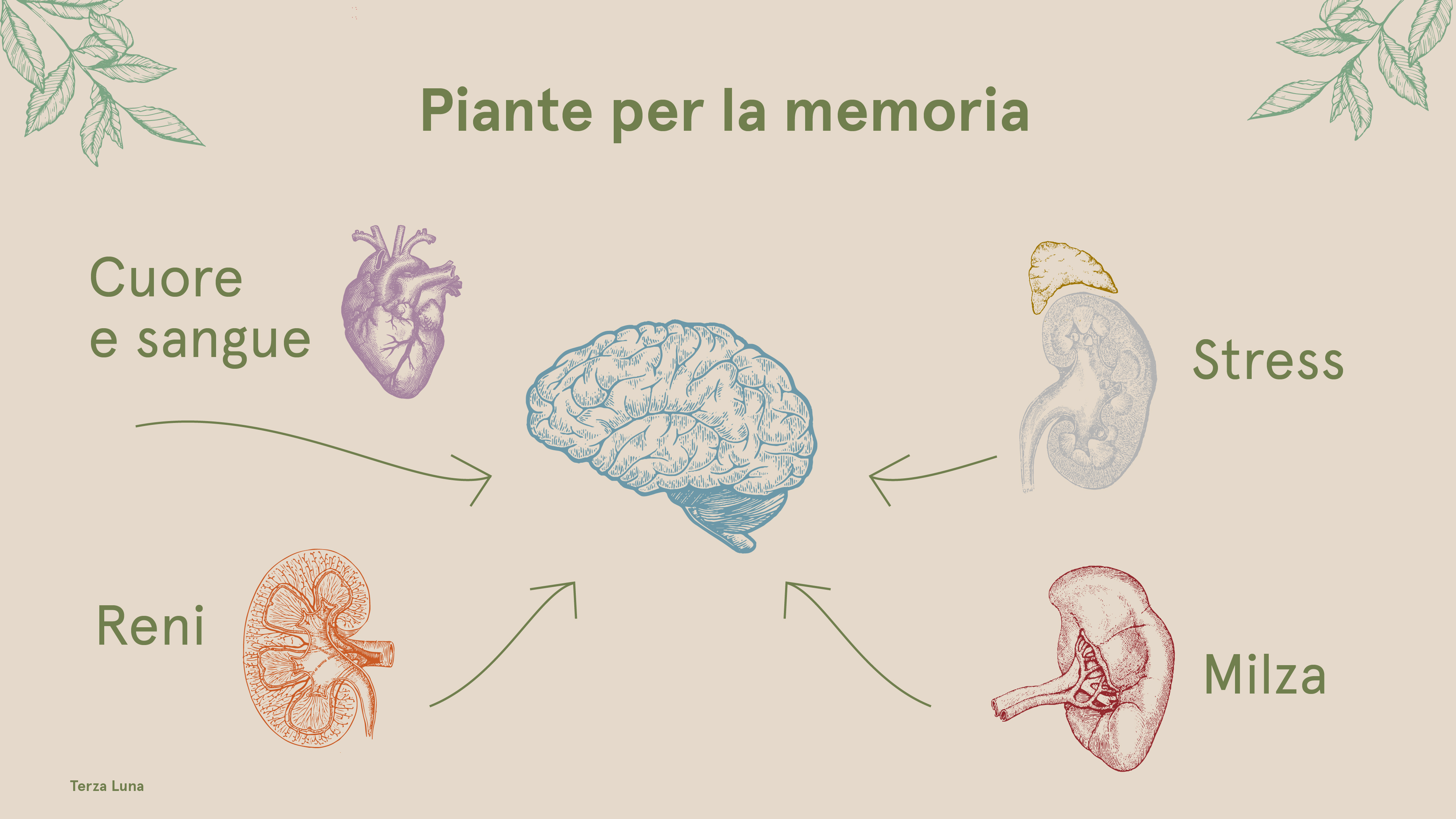 remedios para la memoria