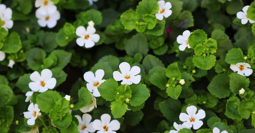 bacopa para mejorar la memoria