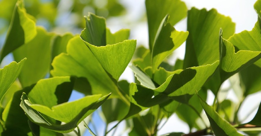 ginkgo biloba per la memoria