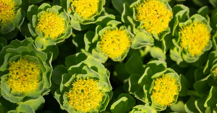 Rhodiola