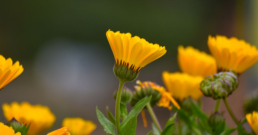 tisane de calendula pour le cycle menstruel