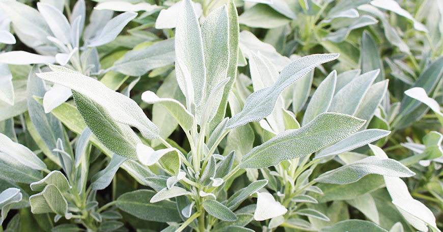 infusión de salvia contra dolores menstruales