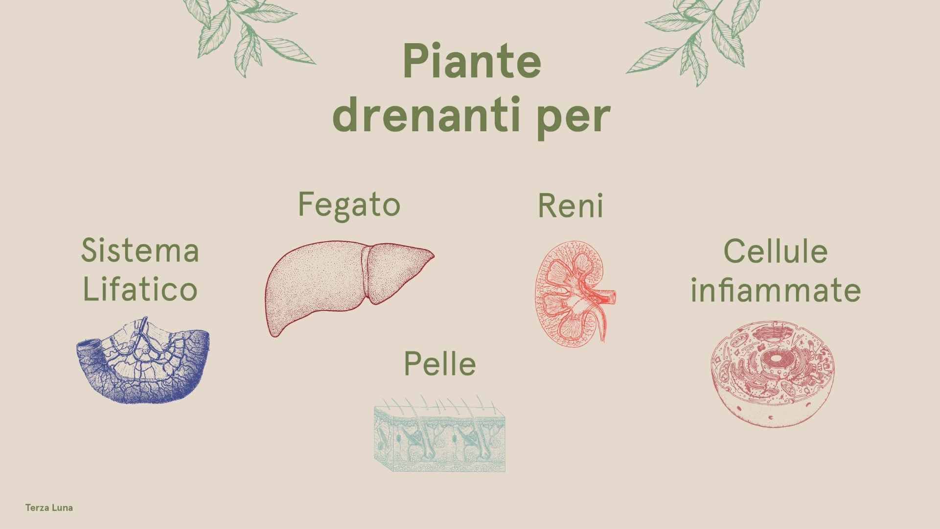 elenco piante drenanti