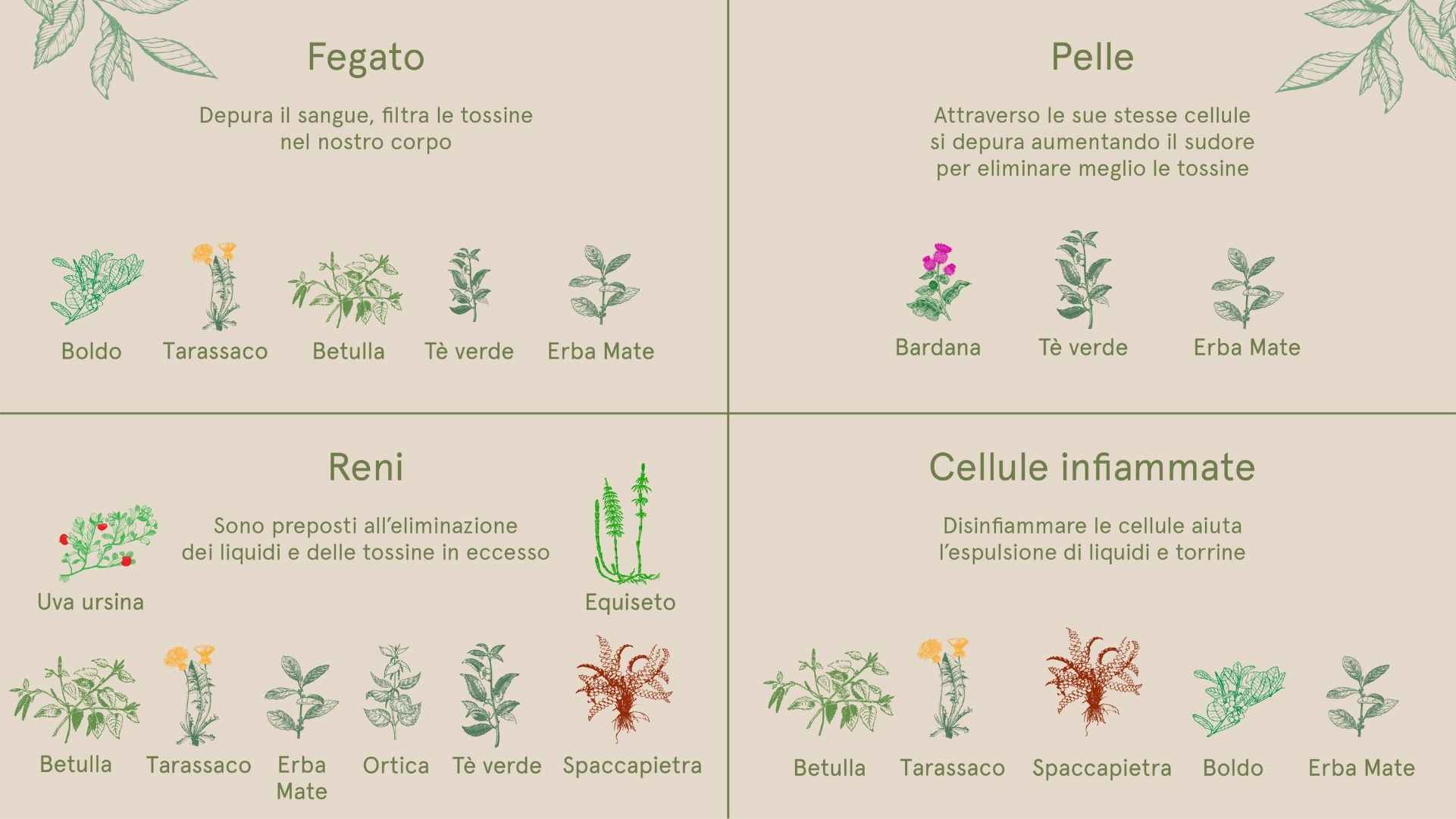 infographic on draining herbal teas