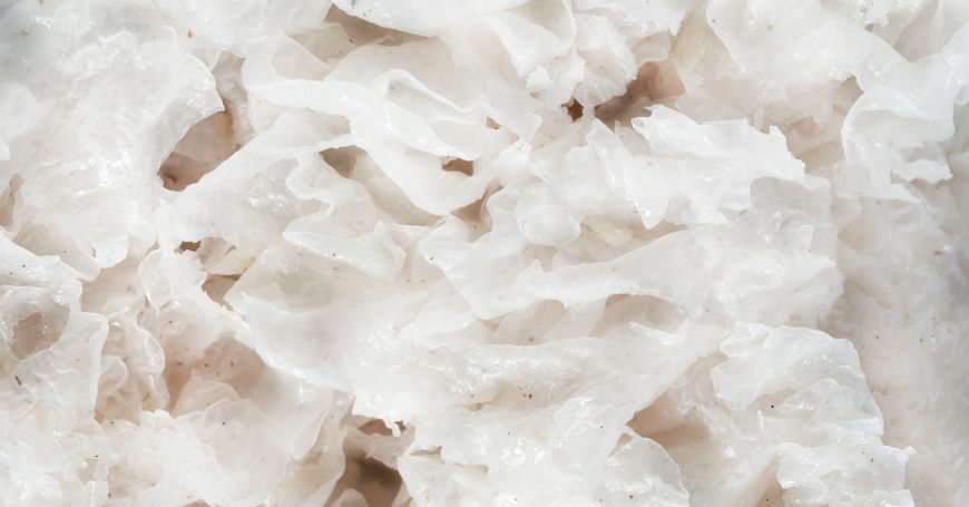 Tremella fuciformis, il fungo della neve bianco e gelatinoso