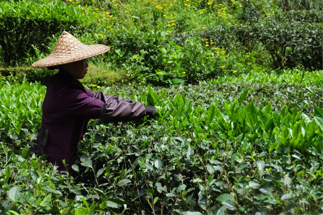 La recolección del Té Oolong