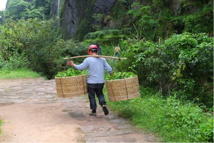 Il trasporti dei Tè Oolong sui monti Wuyi