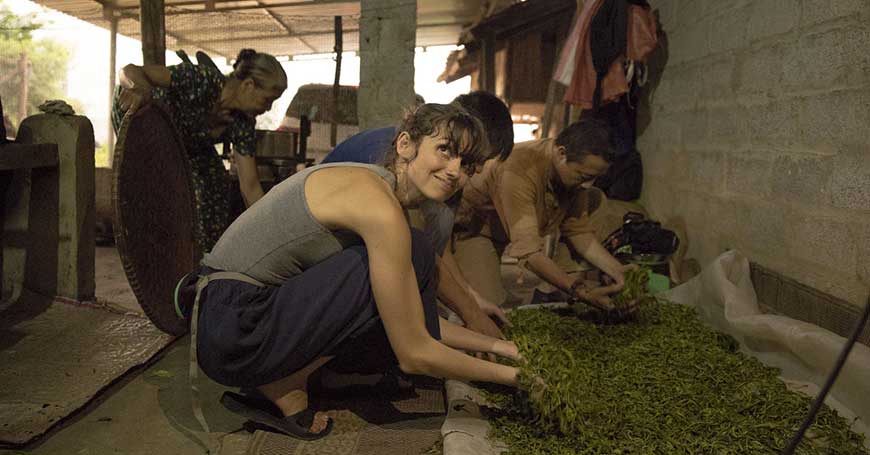 raccolta del tè in vietnam